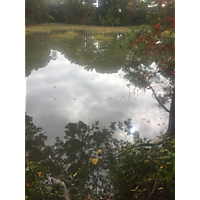 Newport News King Tide image